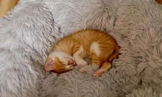 Is it harmful for cats to sleep on the bed?