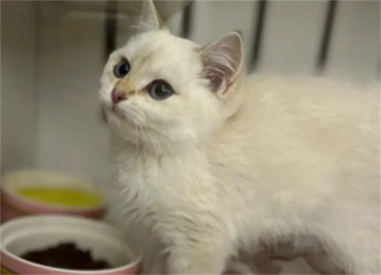 What causes a white film to appear in a cat's eyes?