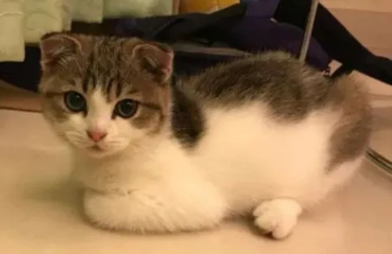 Feeding methods for kittens aged 2 to 6 months