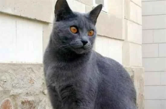 How long does it take for a cat's fur to grow back after a shave? What precautions should be taken after a cat's fur is shaved?