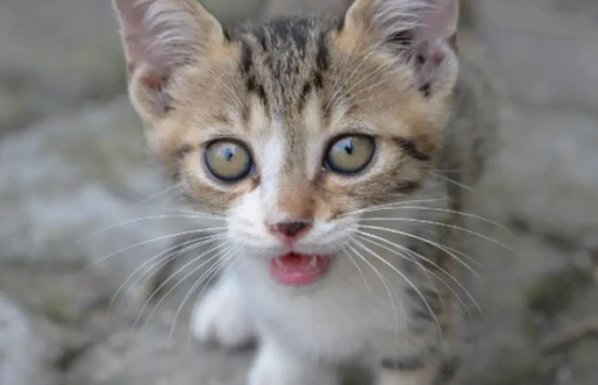 Signs of severe stress in cats