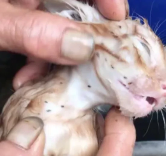 How to get rid of fleas on a cat