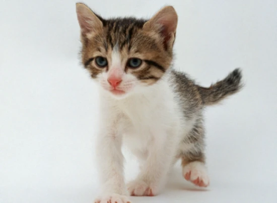 How to save a kitten that is refusing to nurse and is weak?