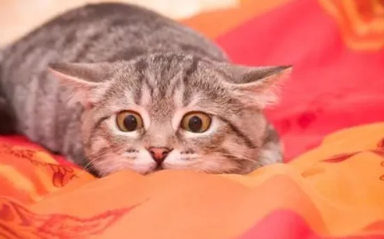 Why does my cat bite me after sniffing me?