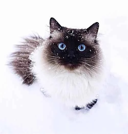 Care tips for pointed shorthair cats