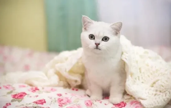 How to grow cat grass