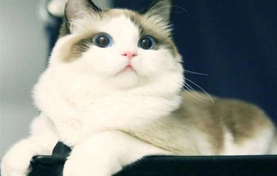 Can a feline triple vaccine still cause feline panleukopenia?