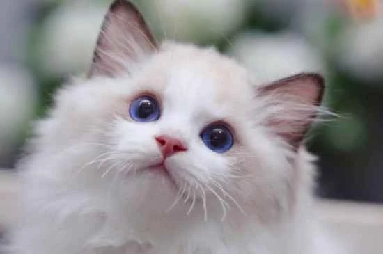 Will Ragdoll cats turn black in winter? How can I prevent them from turning black?