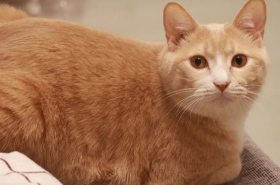 Why do cats like to chase red laser dots?