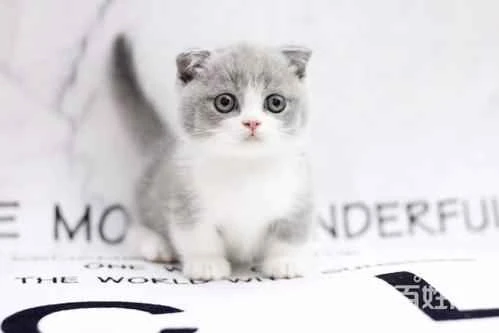 How long do cats typically live?