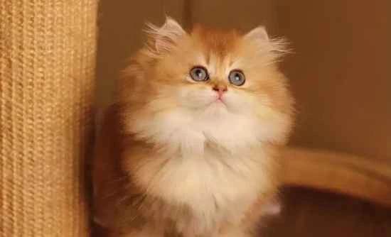 Can pet cats drink Nongfu Spring water?