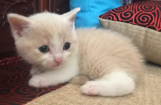 How to feed a kitten that is one month old