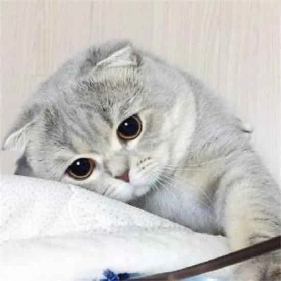 Kittens can have their nails trimmed from a few months old.