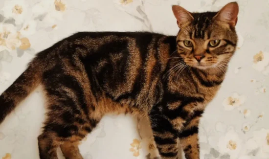 What to do if a cat suddenly has severe tear stains?