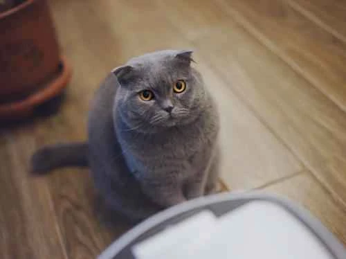 Is it okay for a cat to eat one egg a day?