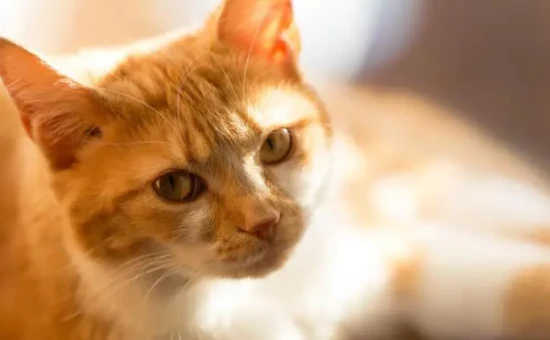 What precautions should be taken when moving with a cat?