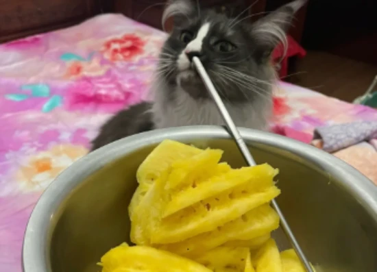 Can cats eat pineapple?
