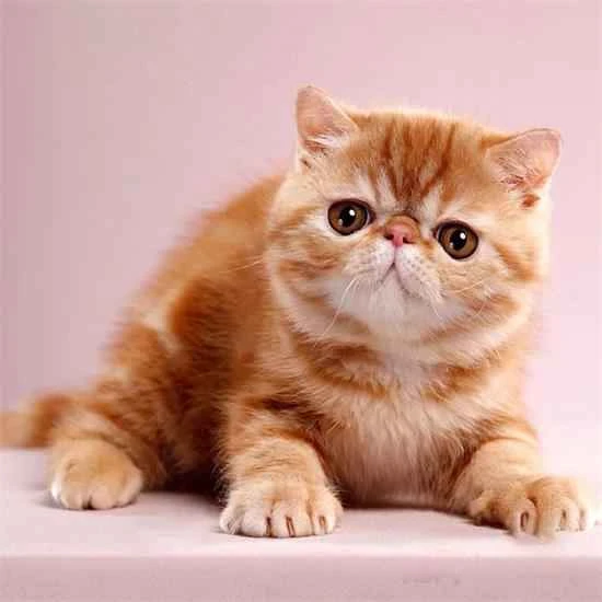 Why does my cat smell so bad?