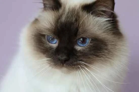 Can cats eat dried shrimp?