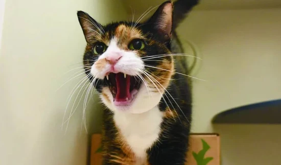 What does stress look like in cats?