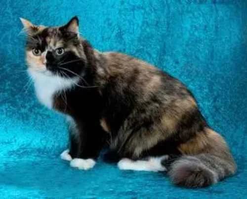 What causes a kitten's gums to turn white?