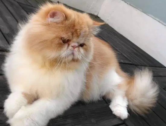 Difference between hairballs and asthma in cats