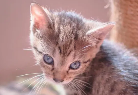 Does hairball remedy really work for cats?