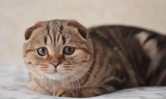 How do cats recognize their owners?