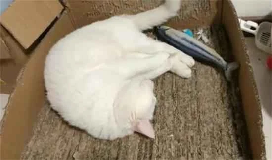 Do I need a rabies vaccine if I'm bitten by a cat?