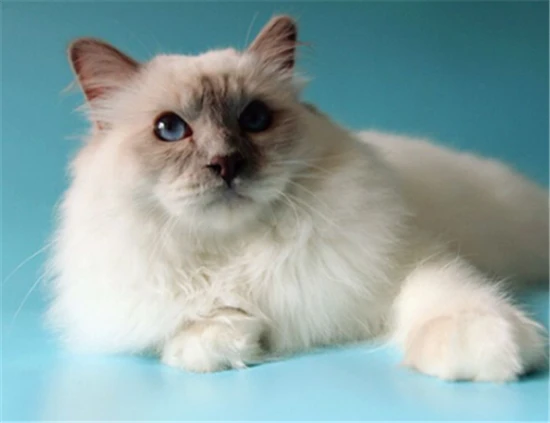 What is the personality of a Birman cat?