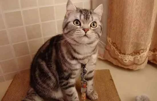 How many times a day should a kitten be fed?