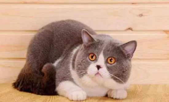 Can cats eat cake? Why?