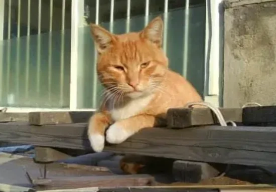 Is it a good thing or a bad thing for a cat to come into the house?