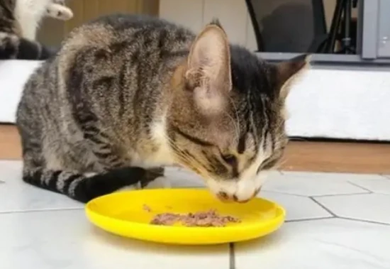 Can cats eat pork?