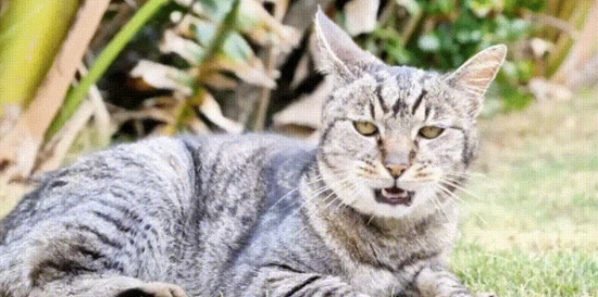 在狸花猫和大橘猫中，哪个更易于饲养？