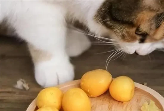 Do cats eat the whole egg or the yolk?