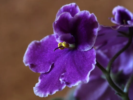 Plant selection for cat-owning families 养猫家庭的绿植选择