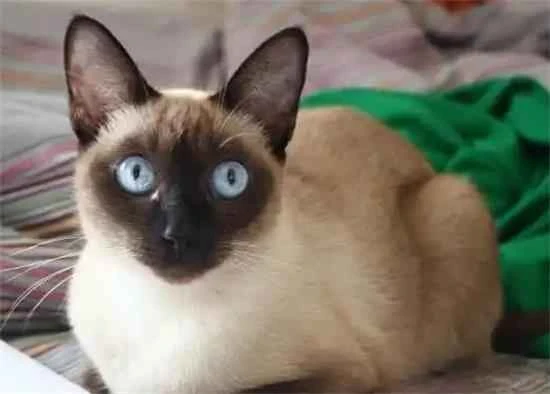What food is best for Siamese cats?