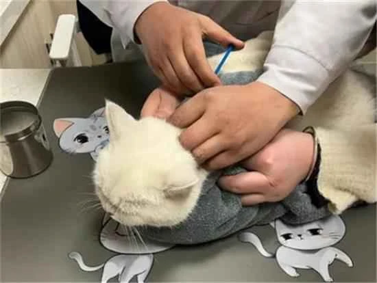 Do cats need to receive the feline triple vaccine?