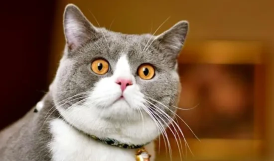 How much does it cost to bathe a cat at a pet store?