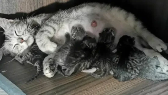 Why cats don't bury their poop