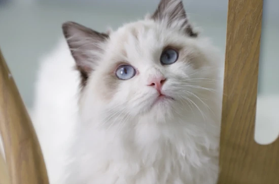 Can cats eat chives?