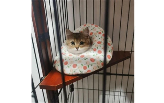 Is it okay to let cats roam freely during the day and keep them in a cage at night?