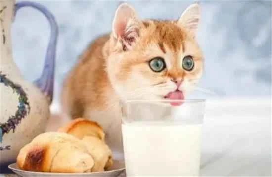 The difference between cats drinking cow's milk and goat's milk