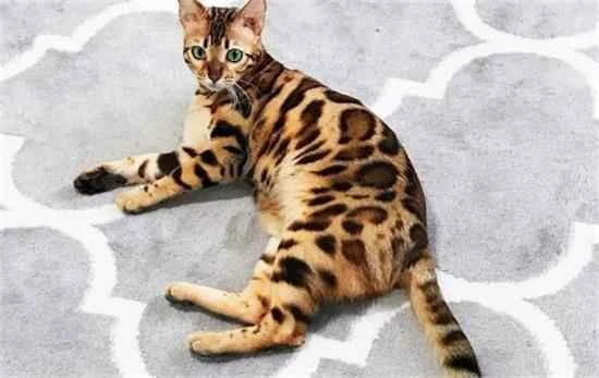 The cat kept meowing after the lights were turned off.