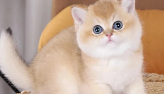 The cat's belly was drooping.