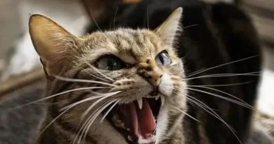 Is a cat hissing out of fear or threat?