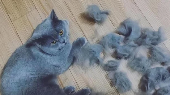 How to deal with too much cat hair at home?