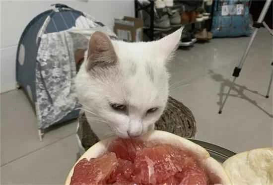 Can cats eat pomelos?