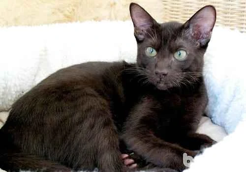 Which is more effective, cat grass or hairball remedy? How should I choose?